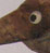 Oiseau 5